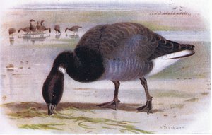 Brent Goose